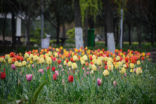 ���������㻨��