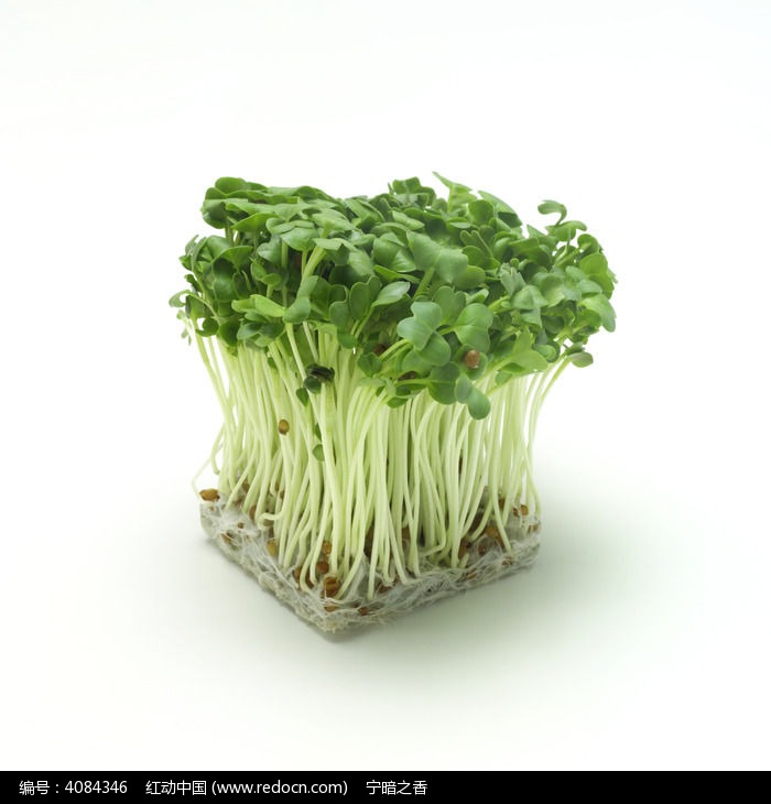 培养胚菜苗图片