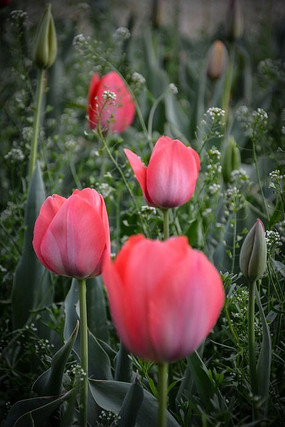 �Ķ�������