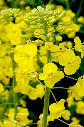 一株油菜花图片高清图片