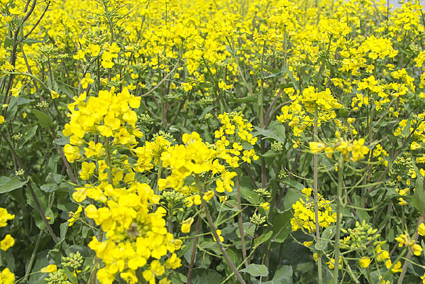 ����˻���