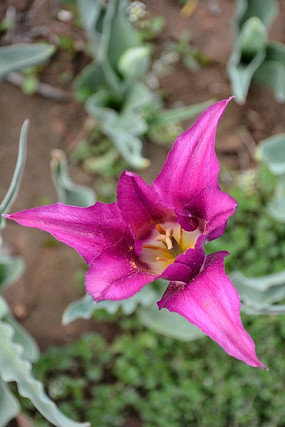 �Ϻ�ɫ������