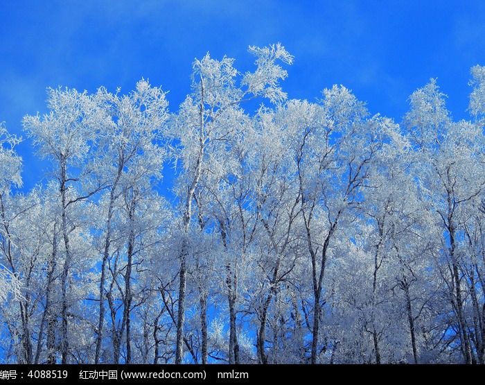 ������֮ѩͼƬ