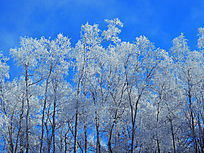 ������֮ѩ