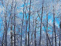 ��ѩ���ַ羰