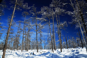 ���˰��붬��ɭ��ѩ��