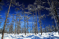 ���˰��붬��ɭ��ѩ��