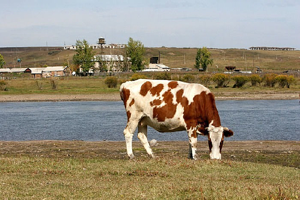 ����˹�в�