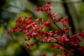 ����Ҷ��