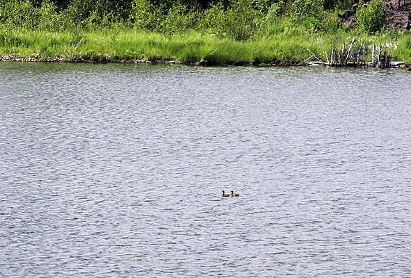 ������ʪ��