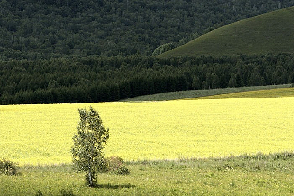 ��԰����