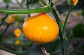 ��ɫ��С��