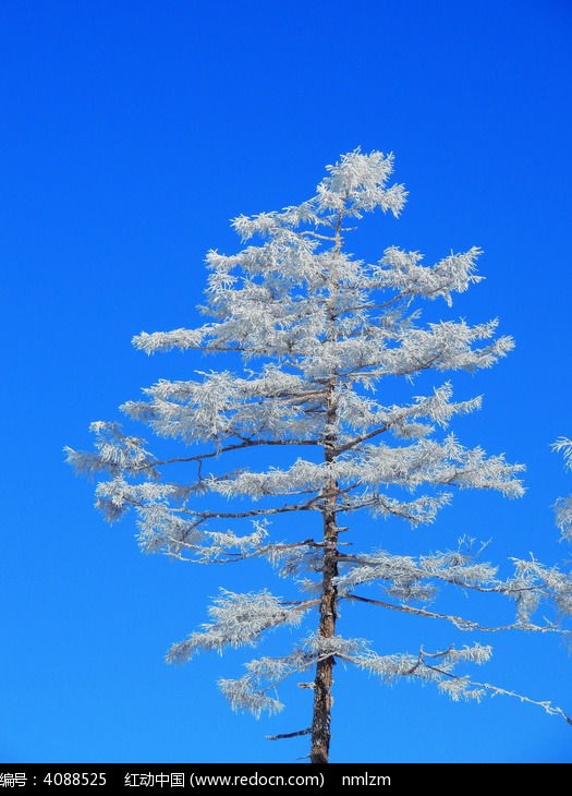 ��Ҷ����ڡͼƬ