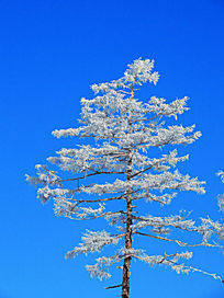 ��Ҷ����ڡ