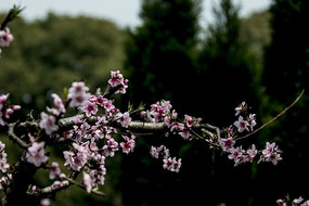 ����÷��ɽ