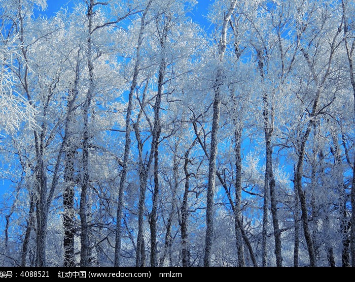 ����֮ѩͼƬ