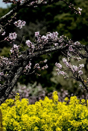 �һ����Ͳ˻�