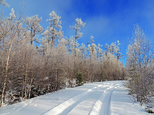 �������ѩ��