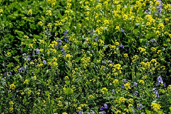 �Ͳ˻�����