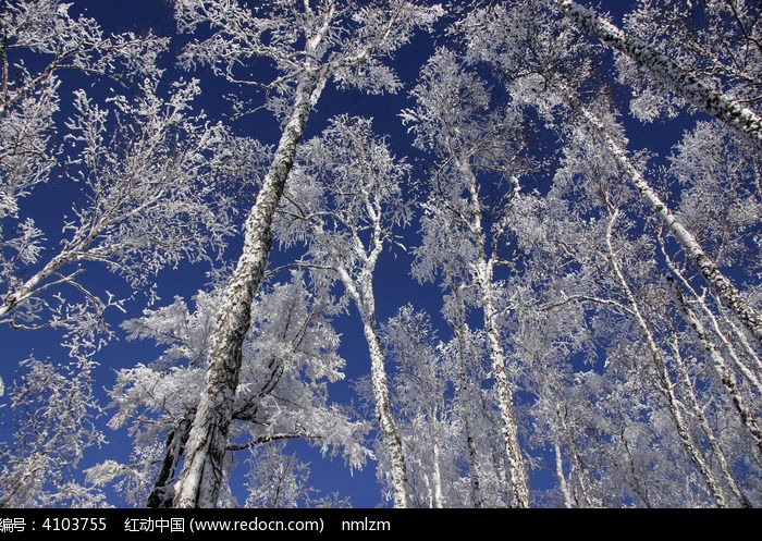 �̿�ѩ�ֶ�ɫ��ͼƬ