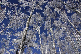 �̿�ѩ�ֶ�ɫ��