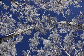 �̿�����