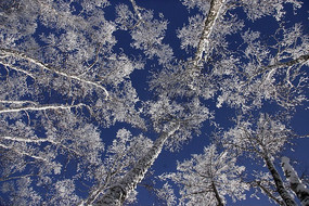 �̿������滨��