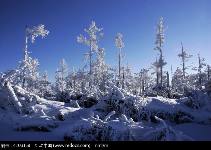 ���˰��붬��ԭʼɭ��ͼƬ