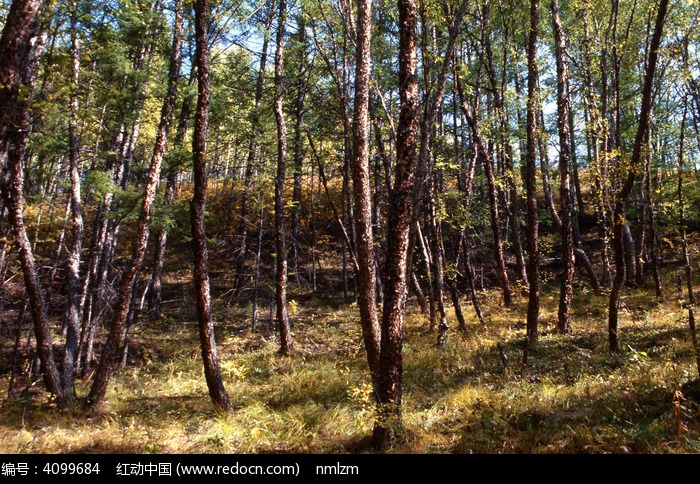 大兴安岭黑桦林