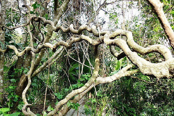 �����ȴ�ɭ�ֹ�԰