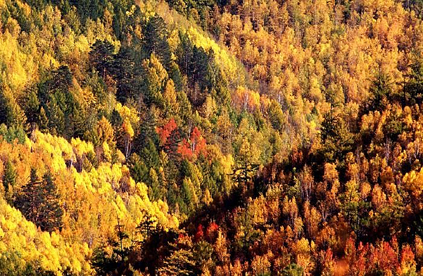 ��ɽ��Ȼ������