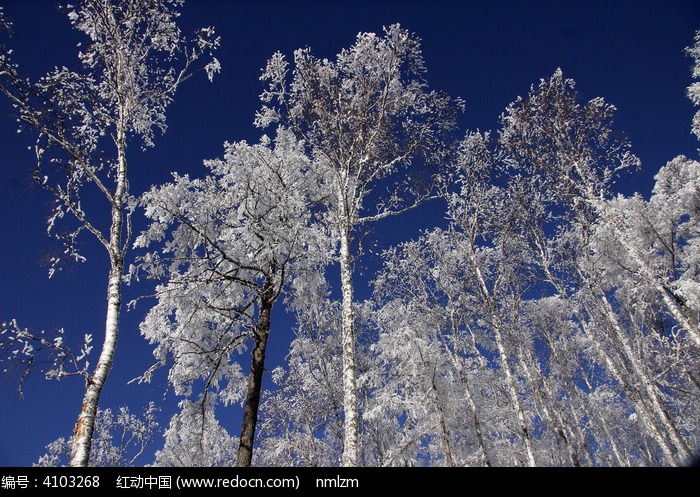 ��׵�ɭ��ѩ��ͼƬ