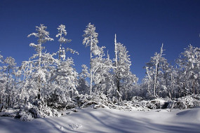 �ֺ�ѩԭ�������