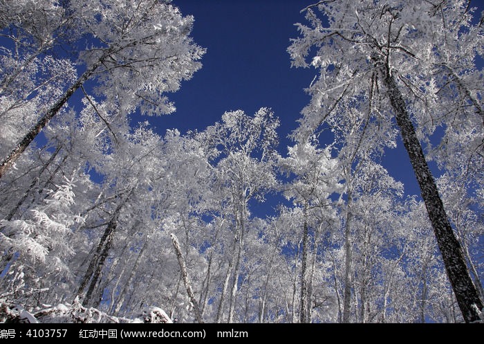 �ֺ�ѩ��ͼƬ