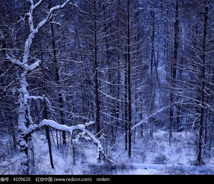 Į������ѩԭɭ��ͼƬ