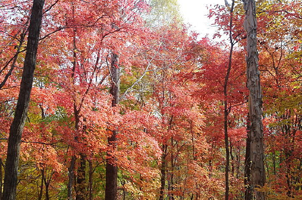 ��Ҷ����