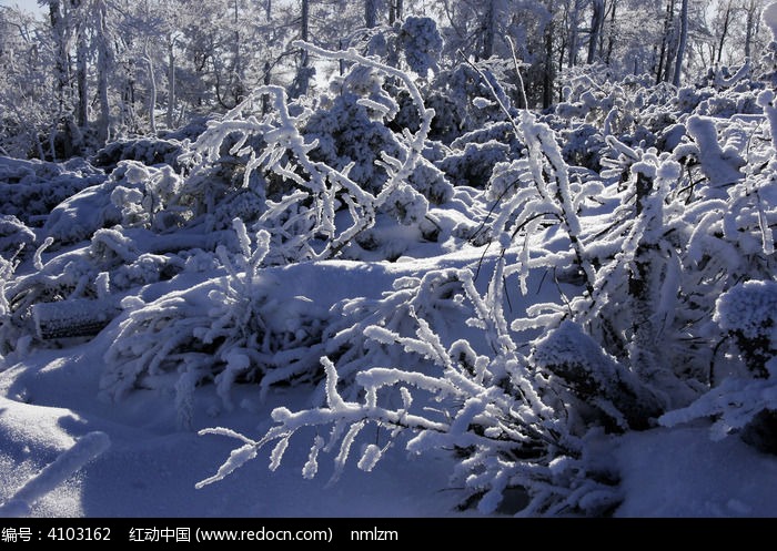 ɭ��ѩ��ͼƬ