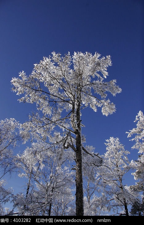 ͦ�ε�ѩ��ͼƬ