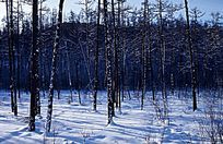 ���ּ��ֺ�ѩԭ