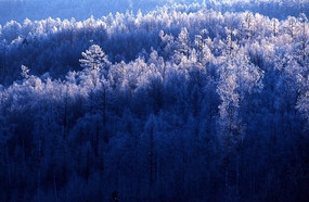 ������ҵ�ֶ���ԭʼɭ��