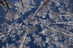 ��ױѩ��ӳ�̿�