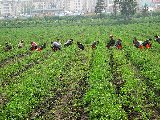 ��ݮ����