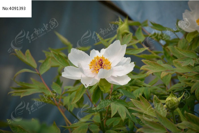 ĵ������ͼƬ