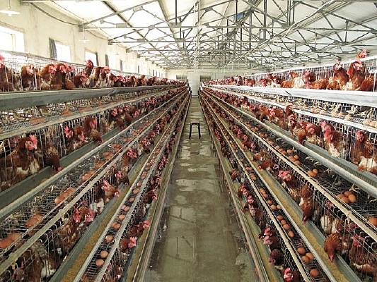 �Ҽ�����ֳ