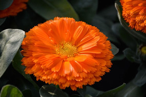 ʢ����̫����