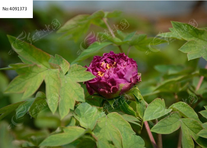 ��ɫĵ������ͼƬ