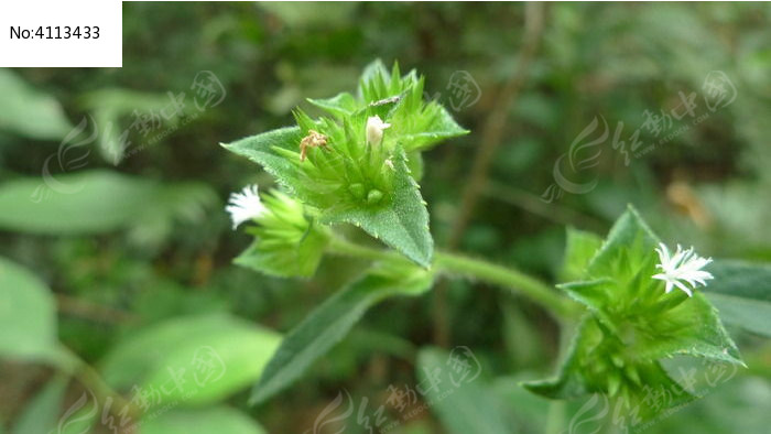 白花地膽草