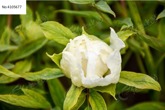 ��ĵ������ͼƬ