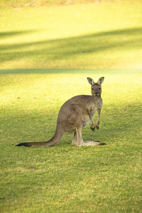草坪上的一只袋鼠
