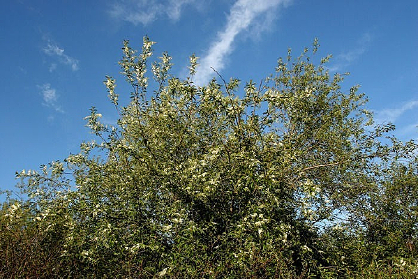 Ұ������